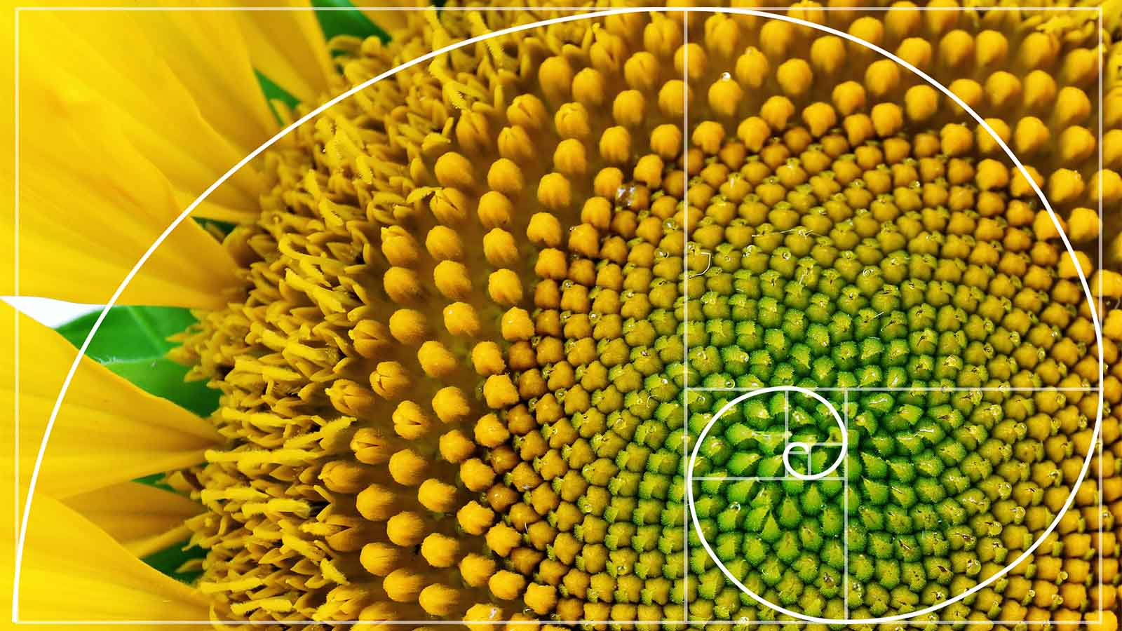 Project Python, Fibonacci Series